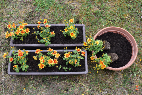 Foto Transplanting bidens flower into window boxes or flowerpot with substrate, sprin