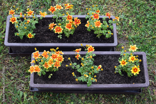 Schilderij op canvas Transplanted bidens flower in window boxes with substrate, spring time