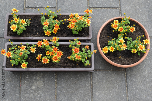 Billede på lærred Transplanted bidens flower in window boxes or flowerpot with substrate, spring t
