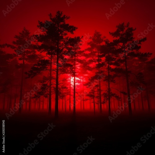 Redhued forest at sunset