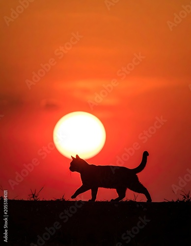 Silhouette of cat walking at sunset.