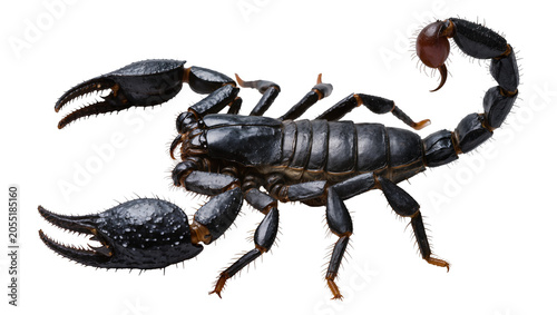 Schilderij op canvas Isolated highly detailed black forest scorpion with powerful pincers and venomou