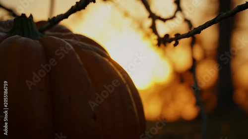 Close-up of a large orange pumpkin illuminated by sunset light, showcasing its texture and shape against a blurred background of branches and warm colors