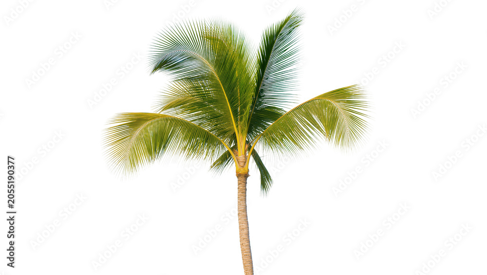 Fototapeta premium Isolated lush green tropical palm tree with a textured trunk and vibrant fronds
