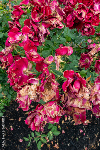 Dying red rose bush