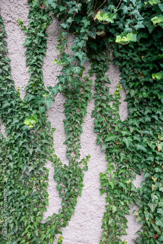 stucco wall with green ivy