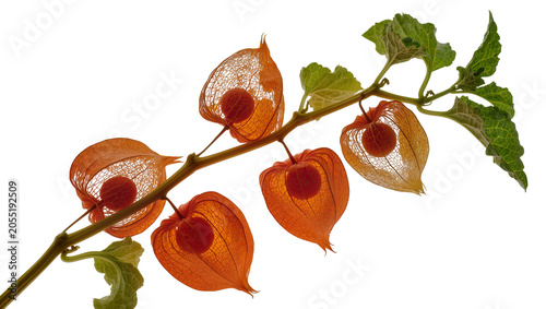 Isolated natural elegant branch of Chinese lantern fruits with translucent net-like calyces
