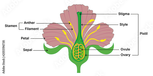 Konstfotografi Anatomical diagram of a flower structure