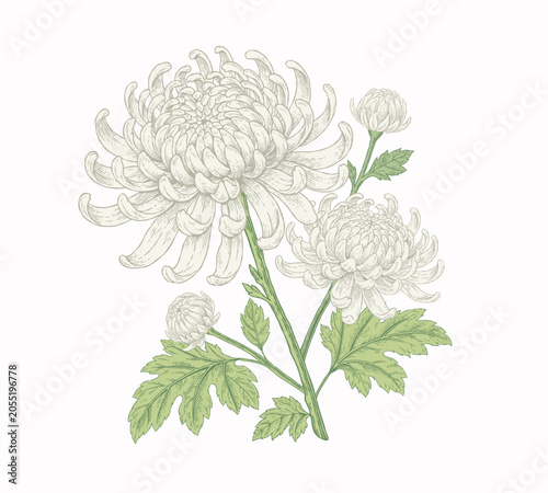 Canvastavla Vintage engraving white chrysanthemum flower illustration, isolated botanical sk