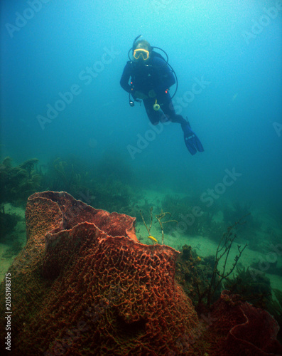 A diver and a giant sponge on a reef in the Caribbean Sea