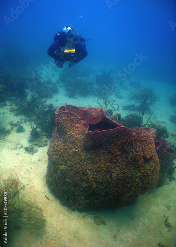 A diver and a giant sponge on a reef in the Caribbean Sea