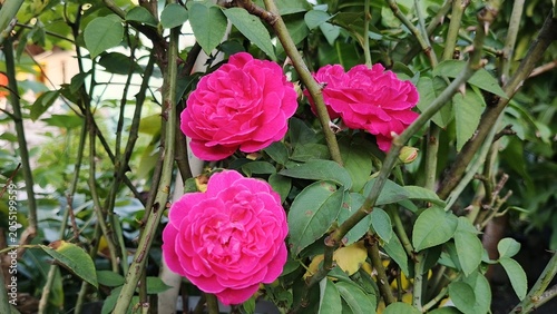 Twin Pink Rose Flowers Blooming in Lush Garden Setting