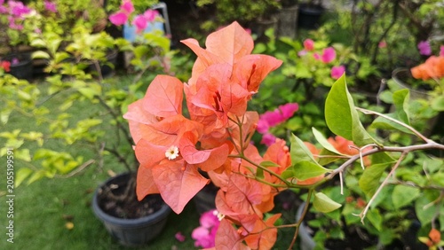 Orange Bougainvillea Flowers Blooming in Tropical Garden