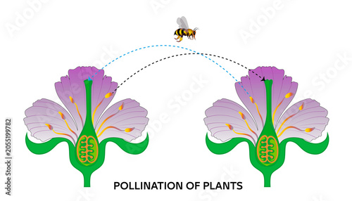 Konstfotografi Explanatory diagram of cross-pollination in plants by a bee