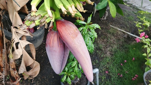 Close Up Banana Heart Flower Growing Naturally in Tropical Garden