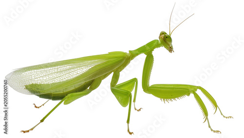 Bild auf Leinwand Isolated vibrant green praying mantis insect standing in profile with folded win