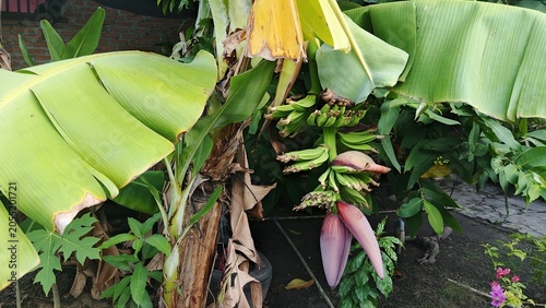 Banana Blossom Hanging on Banana Tree in Tropical Plantation