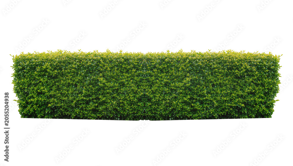 Obraz premium Isolated beautifully maintained green hedge row an ideal natural element for landscaping