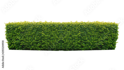 Foto Isolated beautifully maintained green hedge row an ideal natural element for lan