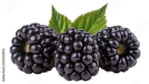 Bild auf Leinwand Isolated three fresh ripe organic blackberries with green leaves natural sweet b
