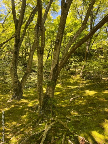 Jojakko-ji Temple in Arashiyama, Kyoto, Japan