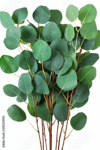 Green eucalyptus leaves and stems isolated on a white background, arranged as a decorative botanical bunch