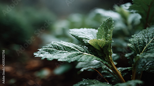 Macro close up shot of fresh green kale leaves covered with morning dew drops, healthy food background.