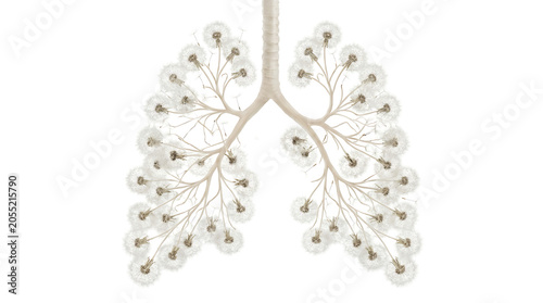 Dandelion lungs illustration for educational materials on botanical anatomy and respiratory systems.
