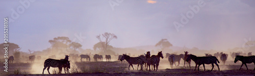 Slika na platnu Steppenzebra (Equus quagga) Herde im Abendlicht, Afrika, Panorama