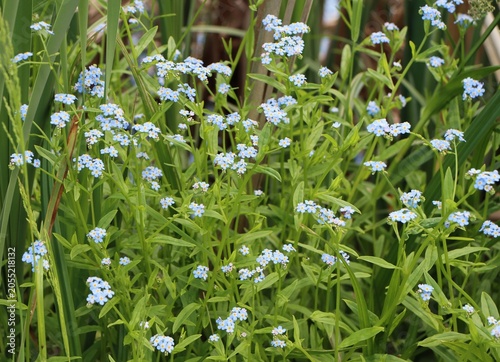 Myosotis scorpioides (water forget-me-not) growing in a damp ditch