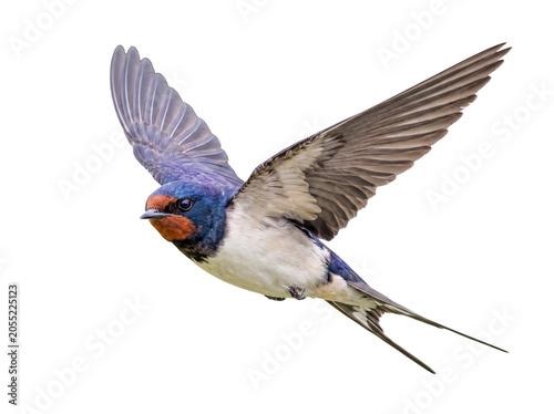Schilderij op canvas Striking photograph of a barn swallow gracefully flying with outstretched wings, captured at an engaging angle