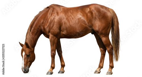 Horse isolated on PNG background.