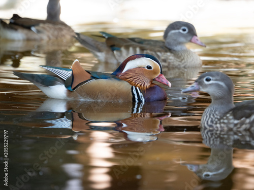 Mandarin Duck migration birds in Thailand and South-east Asia.