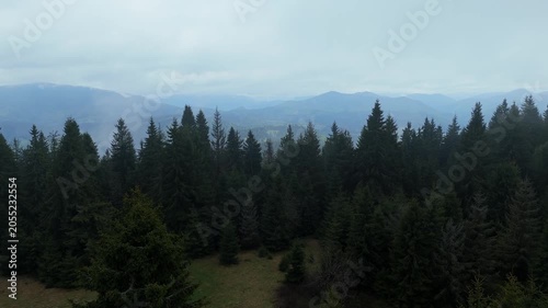 Drone low forward flight over spruce tree tops revealing mountain valley