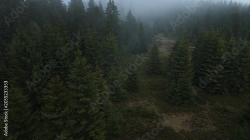 Low altitude drone lateral flight over dark misty spruce forest clearing