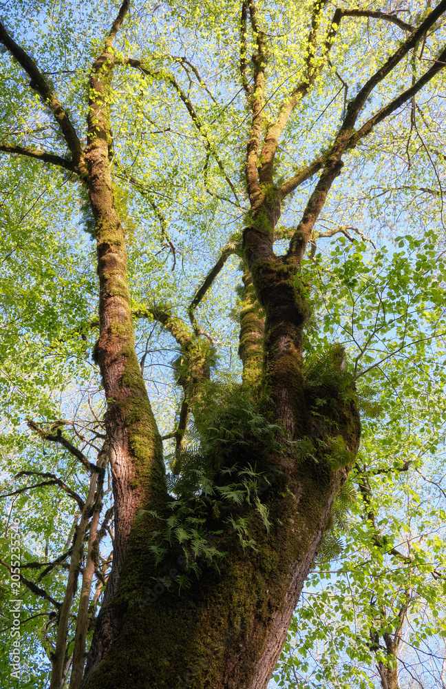 Fototapeta premium Relict fern common polypody (Polypodium vulgare) in the forest natural environment.