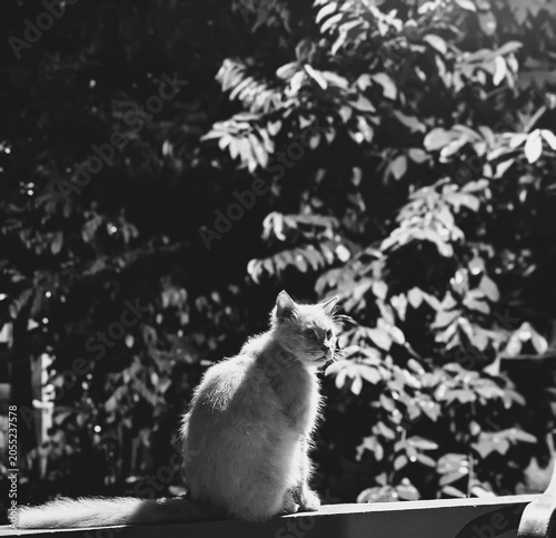 Backlit cat sitting outdoors with dramatic sunlight, black and white animal portrait featuring soft fur and natural bokeh.