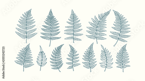 Obraz na plátně Hand Drawn Fern Leaves Botanical Illustration Set Vintage Line Art Sketch for Fl