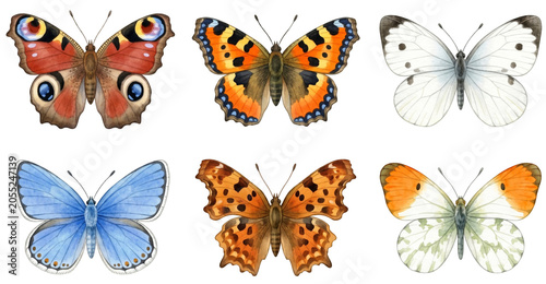 watercolor set of beautiful butterflies including peacock (aglais io) and common blue (polyommatus icarus)