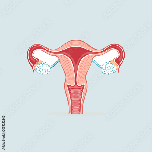 Diagram of the Female Reproductive System with Ovaries