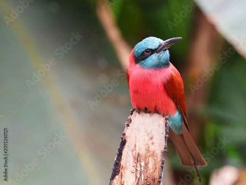 Northern Carmine Bee-eater sits on a branch. Merops nubicus.
