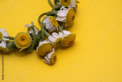 Top-down flat lay detail view of a handmade floral garland crafted from fresh chamomile flowers. The white petals pop against a vibrant yellow studio backdrop with ample copy space for design.