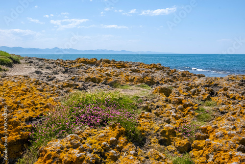 A stunning coastal landscape with rugged volcanic rocks covered in bright orange lichen and pink flowers. Deep blue ocean water meets the clear sky. Coastal biodiversity and resilience.