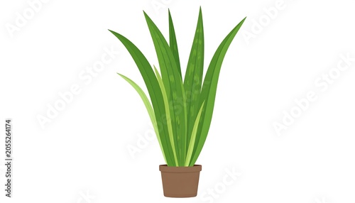 Green Potted Houseplant Standing Isolated on Light Gray Background