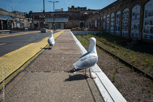 Seagull on the train station platform in Lowestoft, UK