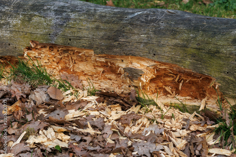 Fototapeta premium Close up of decayed log showing deteriorated wood fibers