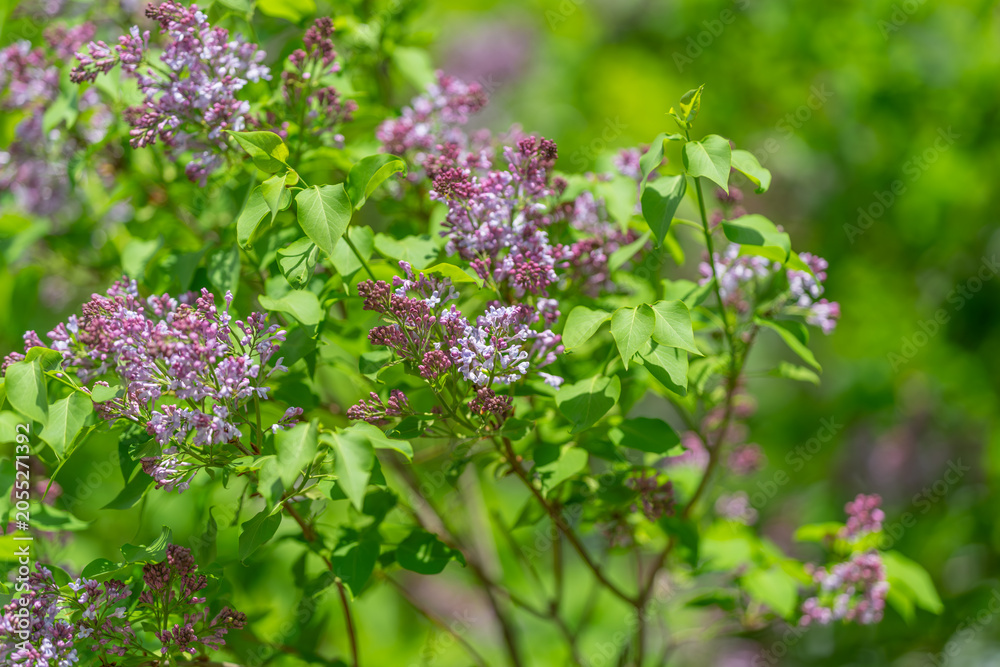 Obraz premium Colorful spring blossoms bloom abundantly. Vivid purple flowers blossom during spring season. Lush garden scenery features blooming lavender and lilacs in springtime