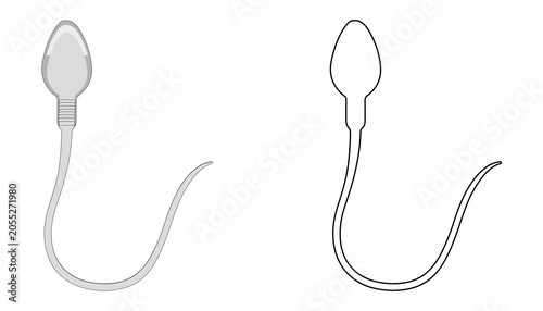 Bild auf Leinwand Anatomy and Structure of a Human Sperm Cell
