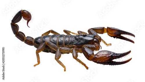 Obraz na płótnie Isolated powerful black and brown scorpion, a dangerous venomous desert arthropo
