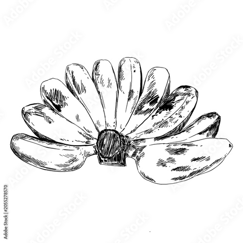 Foto hand drawn vector illustration of a banana Musa Paradisiaca